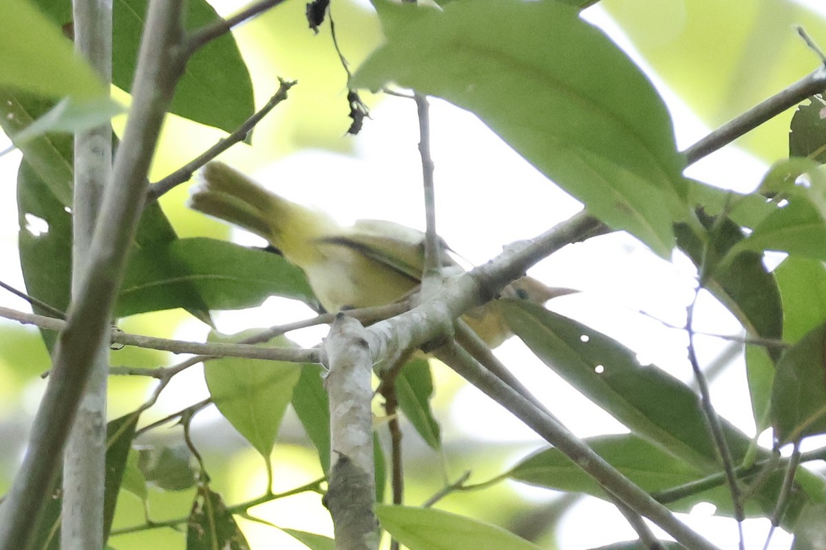 Golden-fronted Greenlet - ML621586879