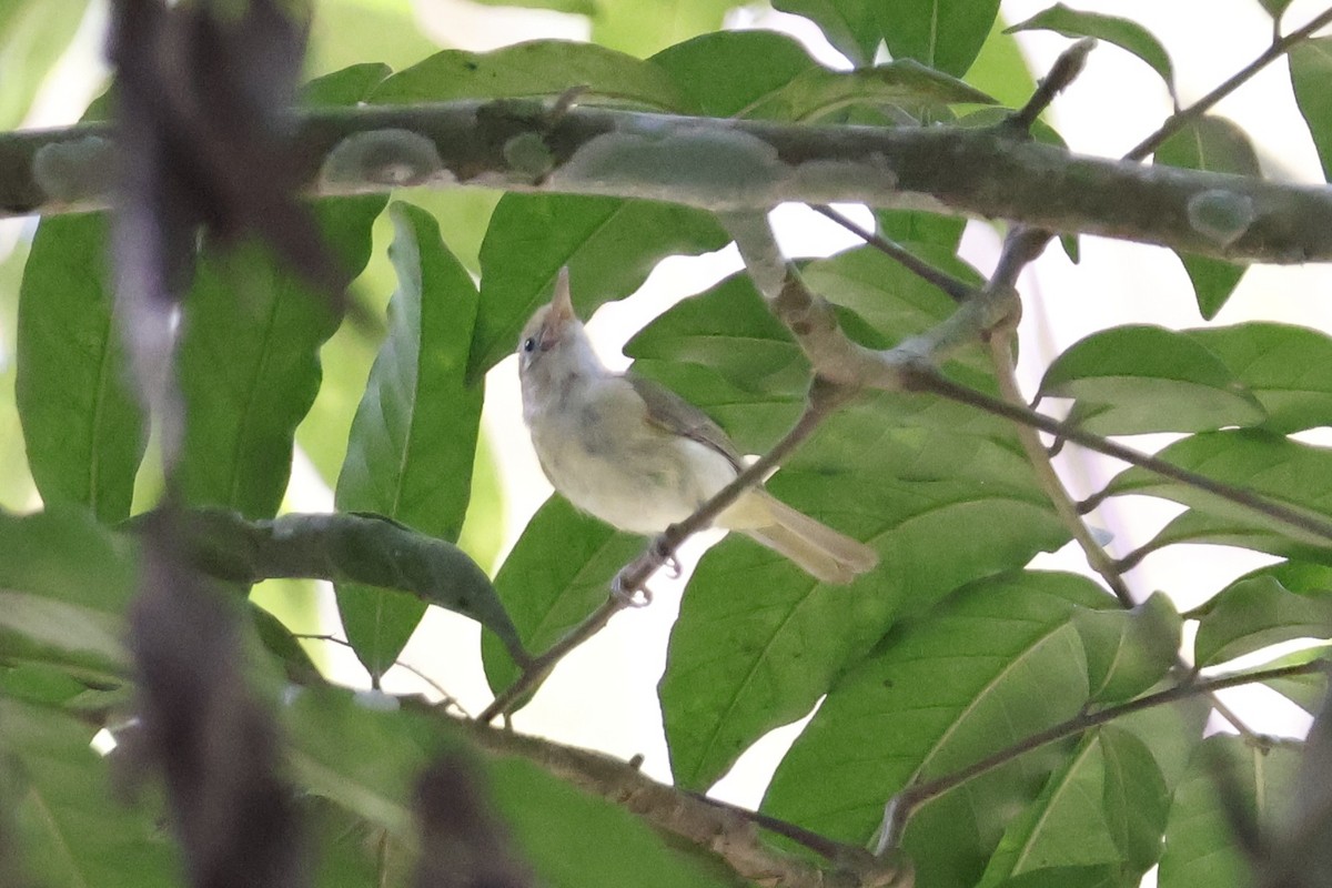 Golden-fronted Greenlet - ML621586880