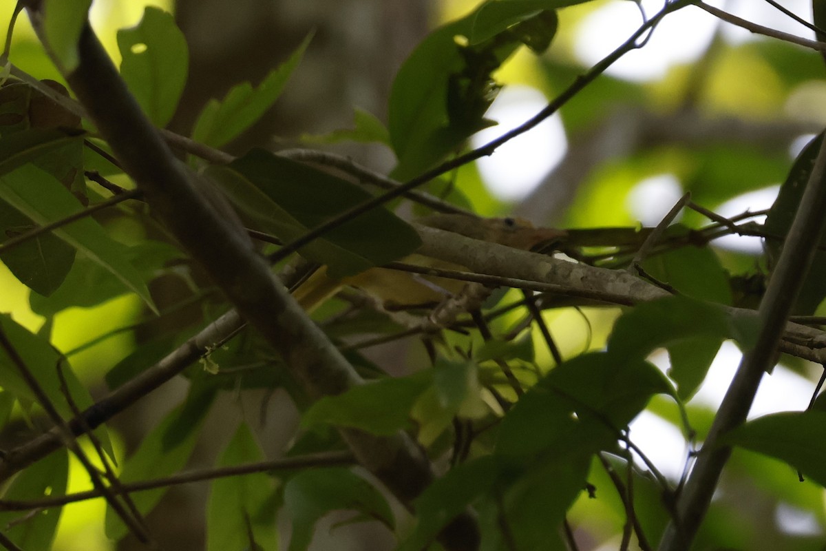 Golden-fronted Greenlet - ML621586881