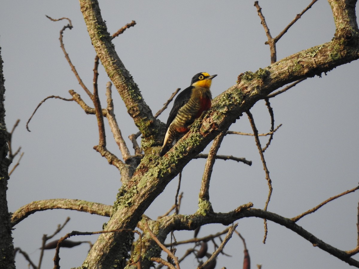 Yellow-fronted Woodpecker - ML621586886