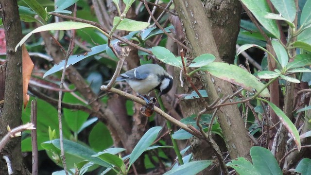 Great Tit - ML621586887