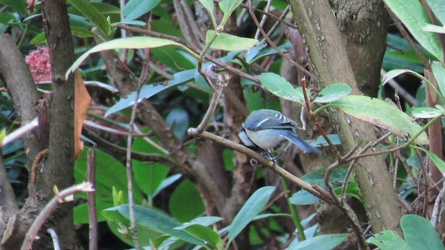 Great Tit - ML621586888