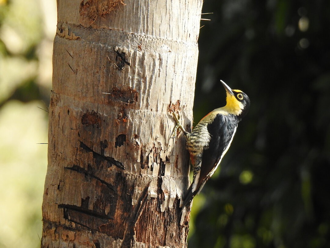 Yellow-fronted Woodpecker - ML621586910