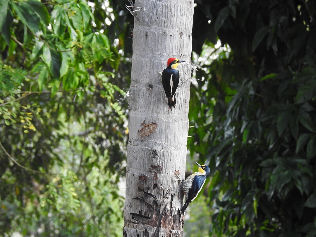 Yellow-fronted Woodpecker - ML621586911