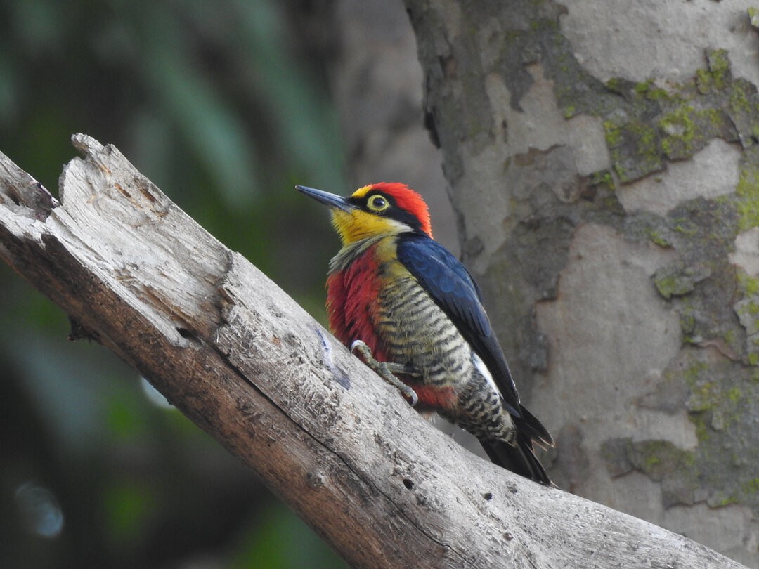 Yellow-fronted Woodpecker - ML621586912