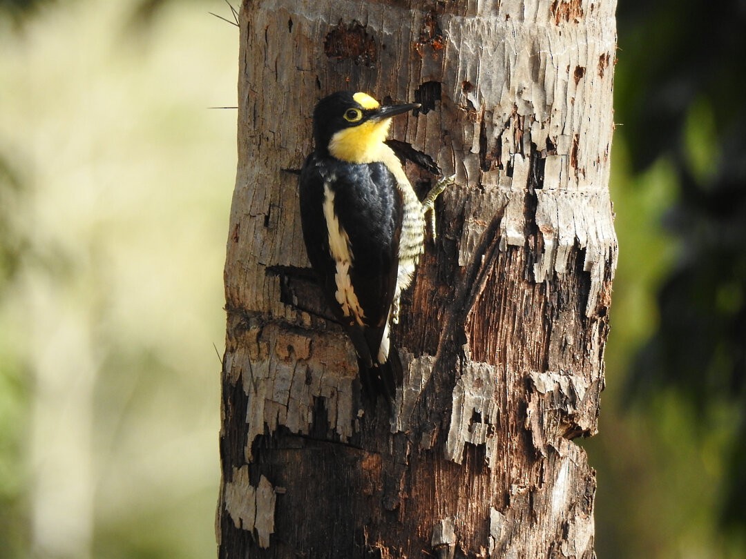 Yellow-fronted Woodpecker - ML621586913