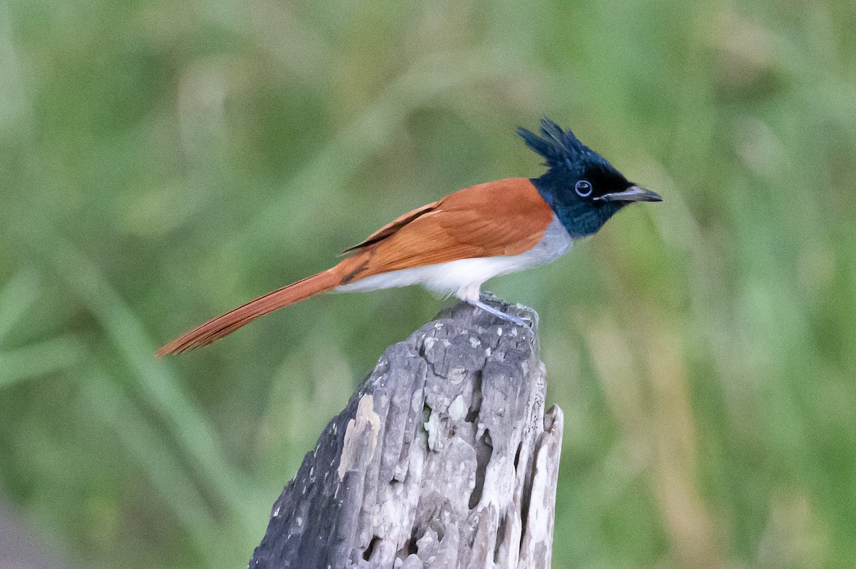 Indian Paradise-Flycatcher - ML621586927