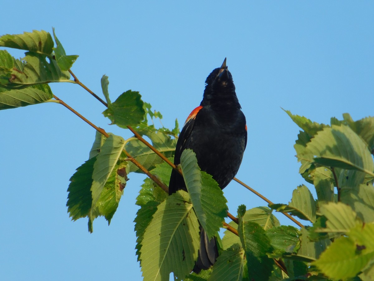 Red-winged Blackbird - ML621586955