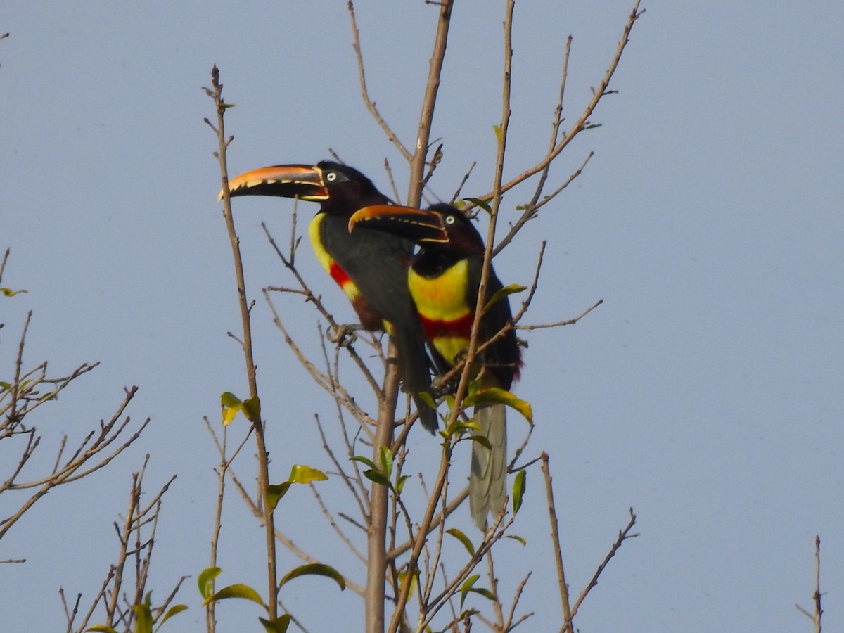 Chestnut-eared Aracari - Henrique Heidi Horiyshi