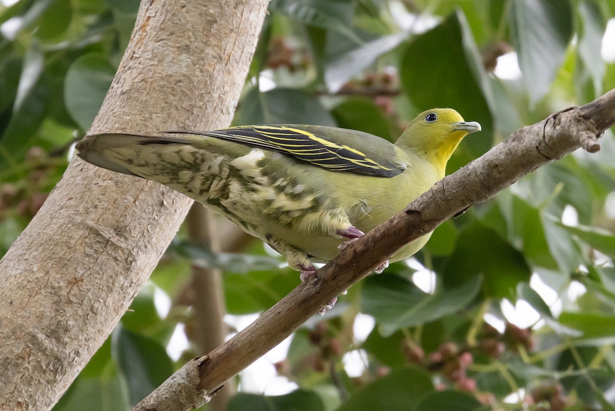 Sri Lanka Green-Pigeon - ML621586968