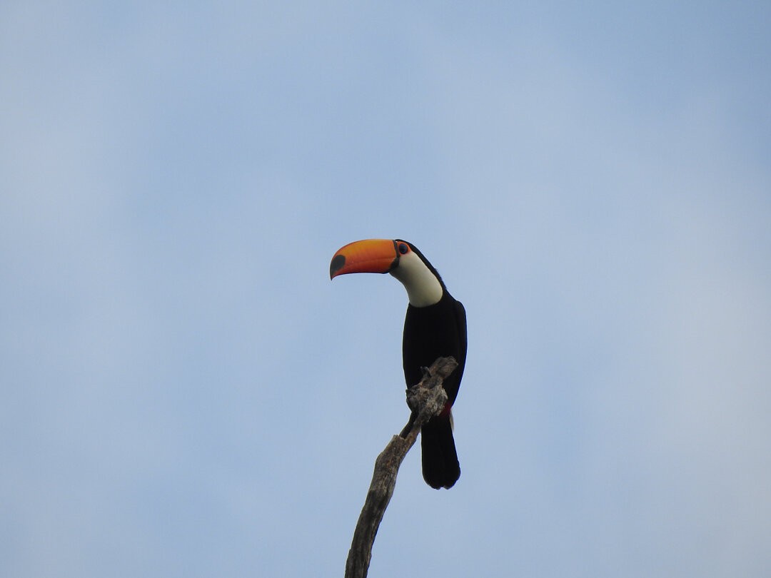 Toco Toucan - ML621586978