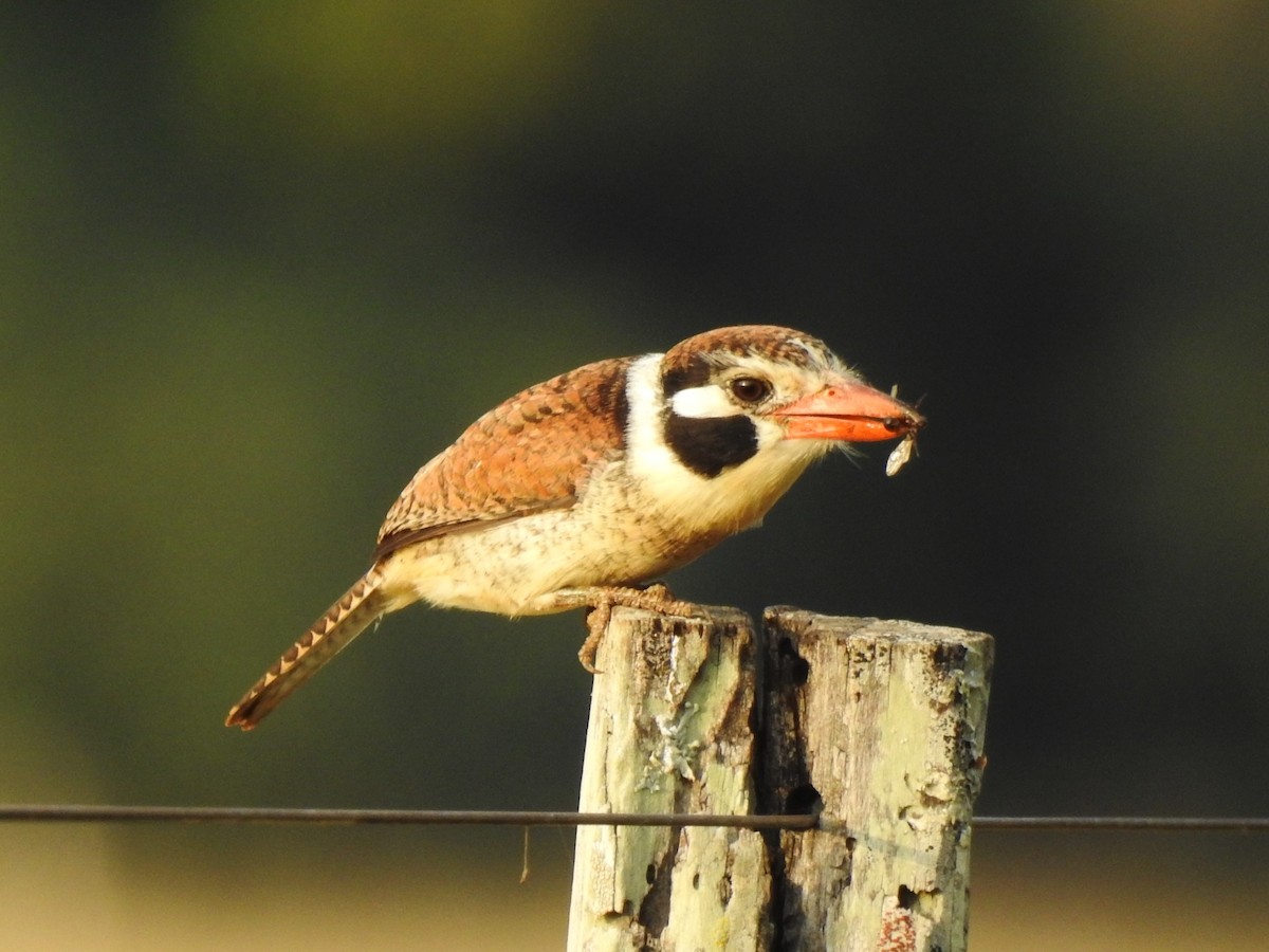 White-eared Puffbird - ML621586984