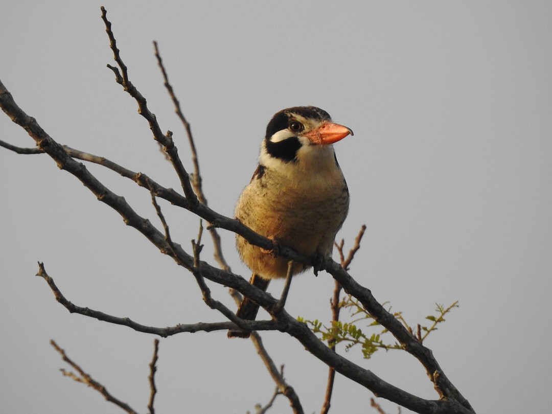 White-eared Puffbird - ML621587003