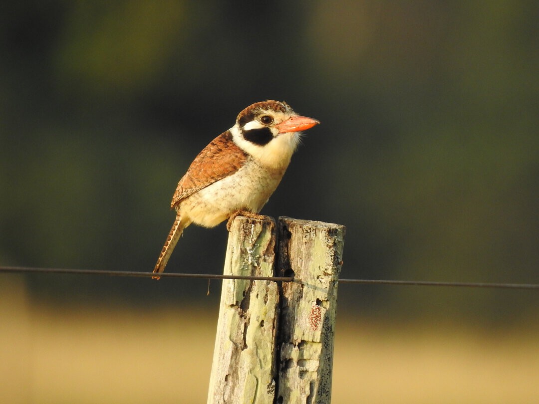 White-eared Puffbird - ML621587004