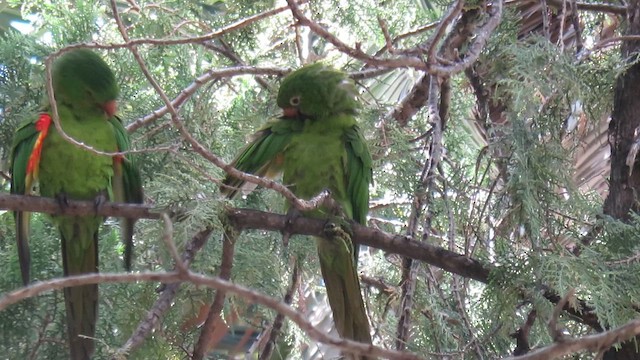 White-eyed Parakeet - ML621587106