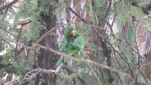 White-eyed Parakeet - ML621587108