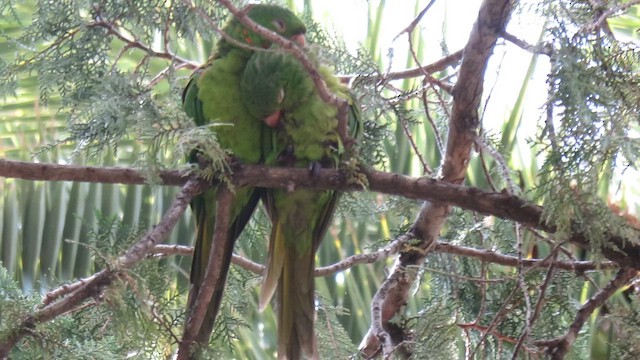 White-eyed Parakeet - ML621587109