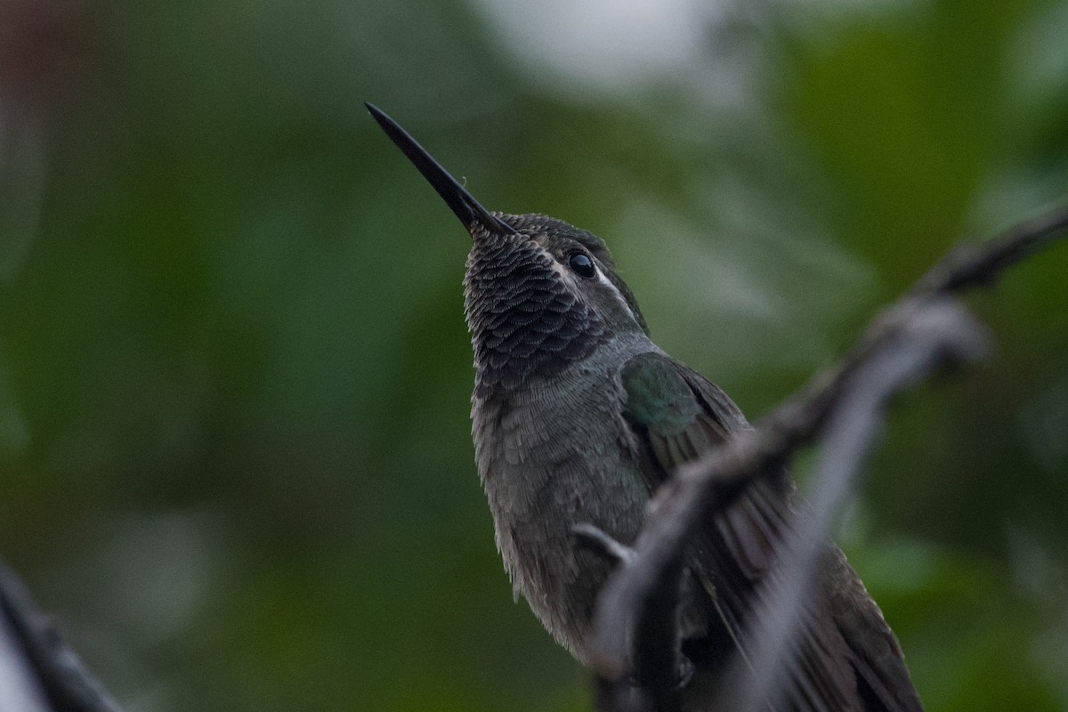 kolibřík blankytohrdlý - ML621587138