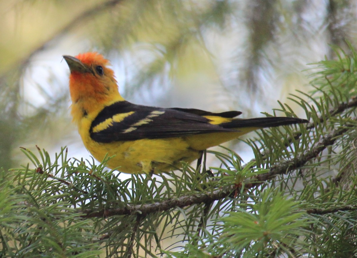 Western Tanager - ML621587145
