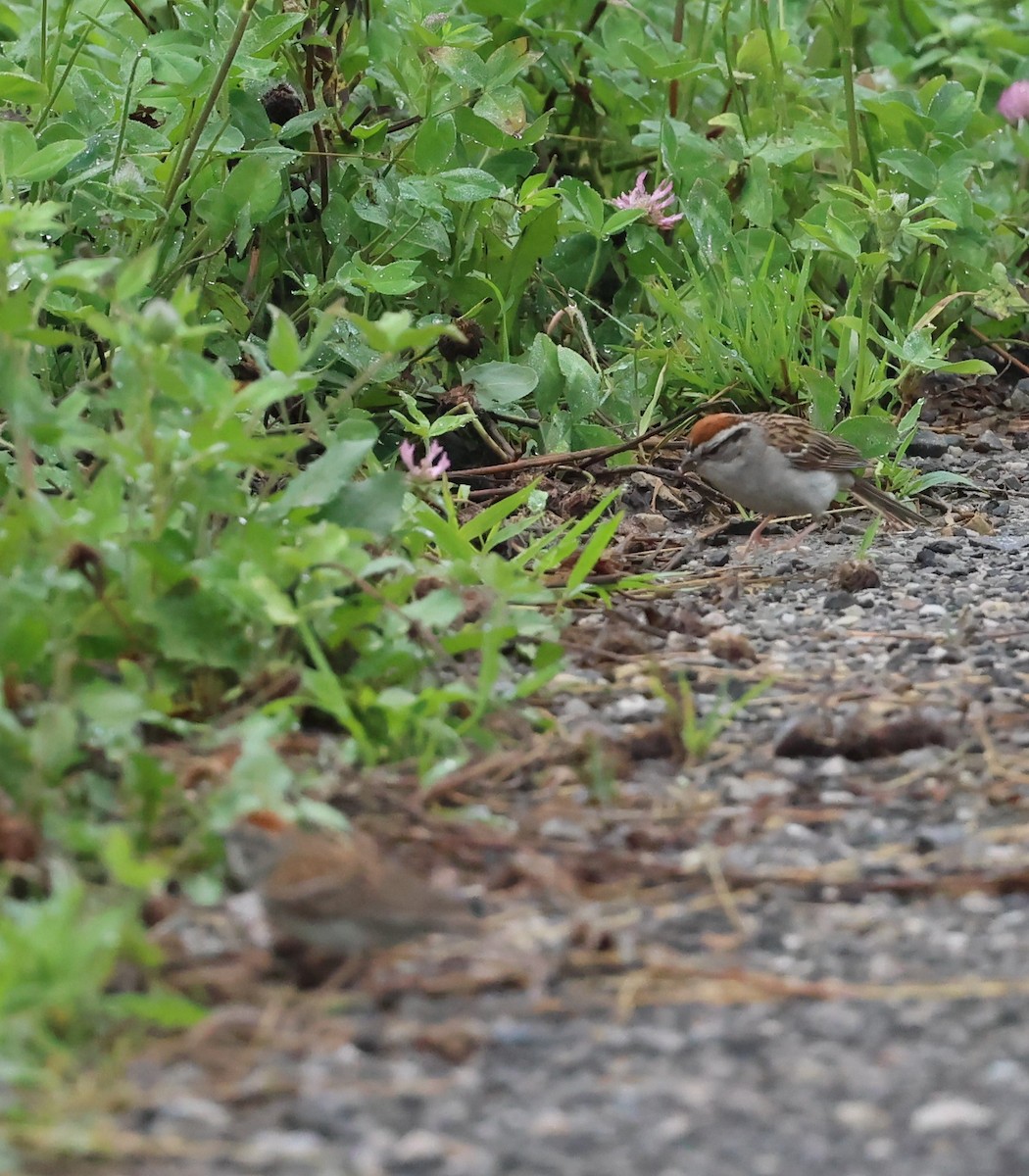 Chipping Sparrow - ML621587218