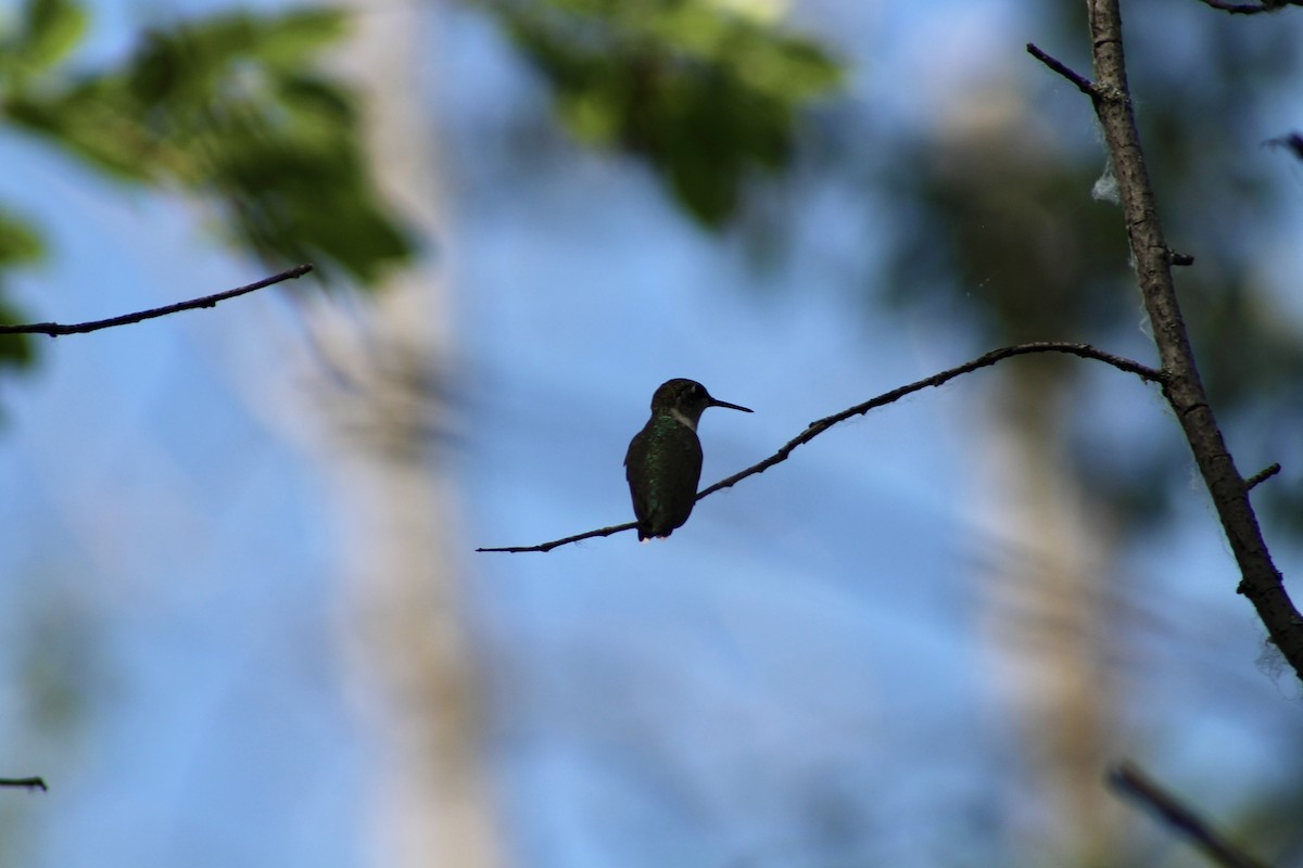 Ruby-throated Hummingbird - ML621587220