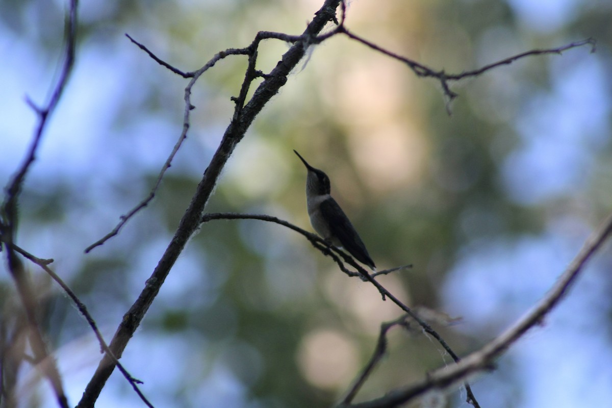Ruby-throated Hummingbird - ML621587221