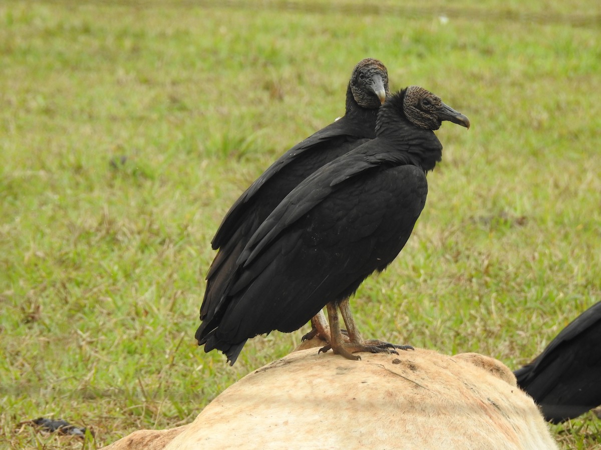 Black Vulture - ML621587226