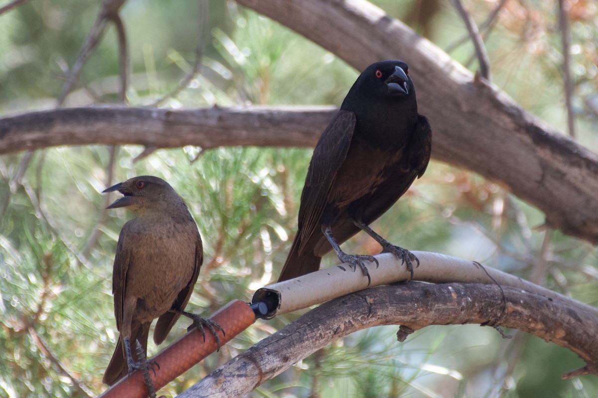 Bronzed Cowbird - ML621587267