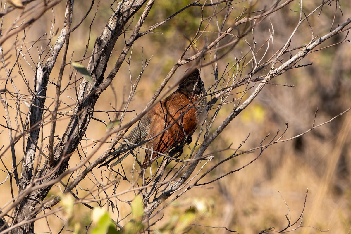 White-browed Coucal (Burchell's) - ML621587284