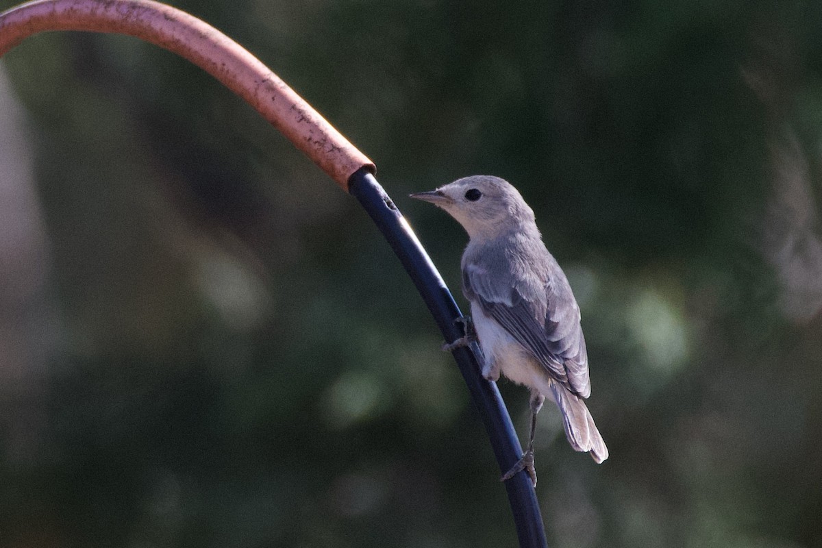 Lucy's Warbler - ML621587357