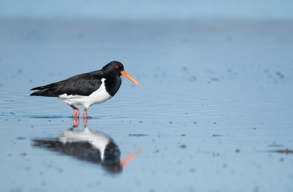 South Island Oystercatcher - ML621587383