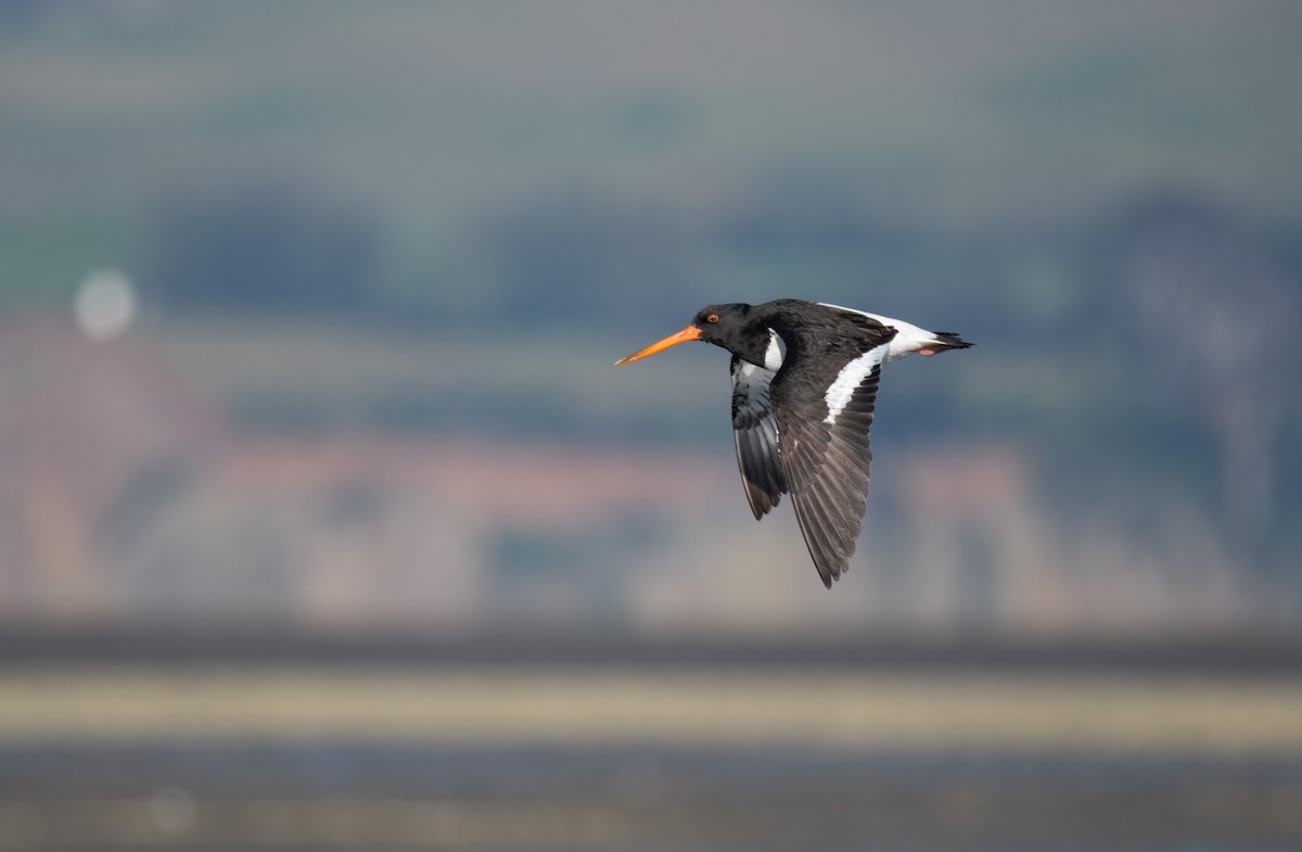 South Island Oystercatcher - ML621587384