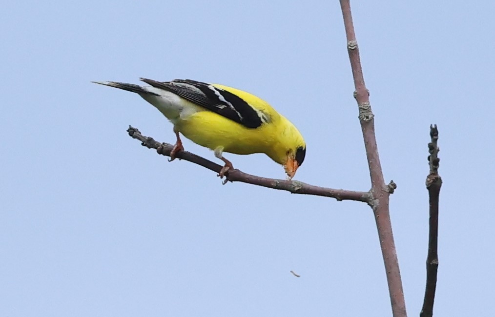 Chardonneret jaune - ML621587396