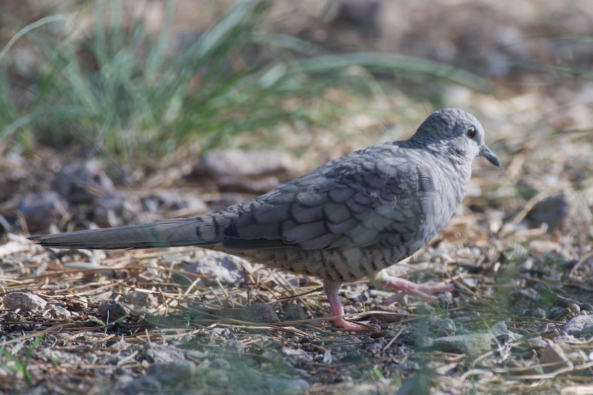 Inca Dove - Jesse Haaf