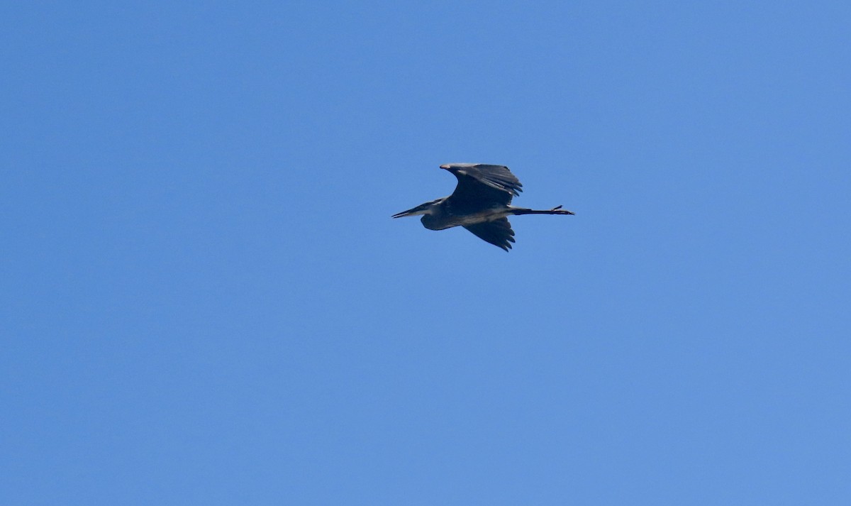 Great Blue Heron - ML621587544
