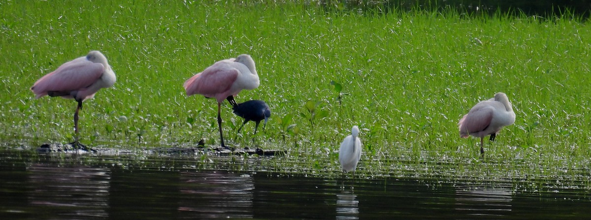 Roseate Spoonbill - ML621587614