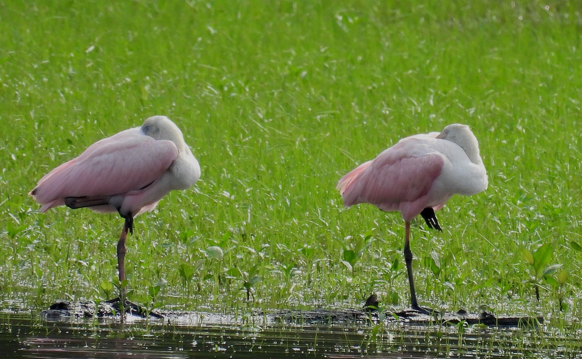 Roseate Spoonbill - ML621587615