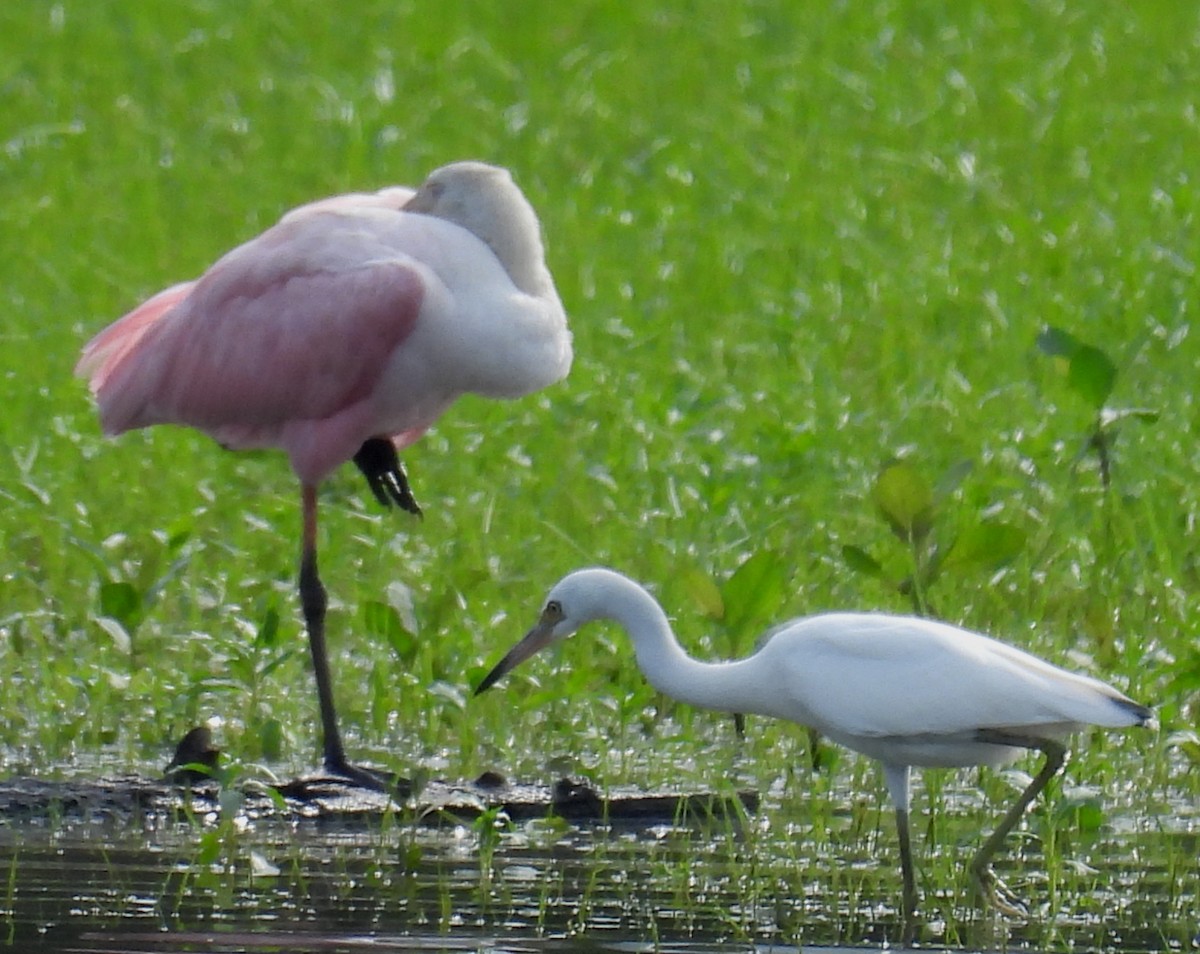 Roseate Spoonbill - ML621587616