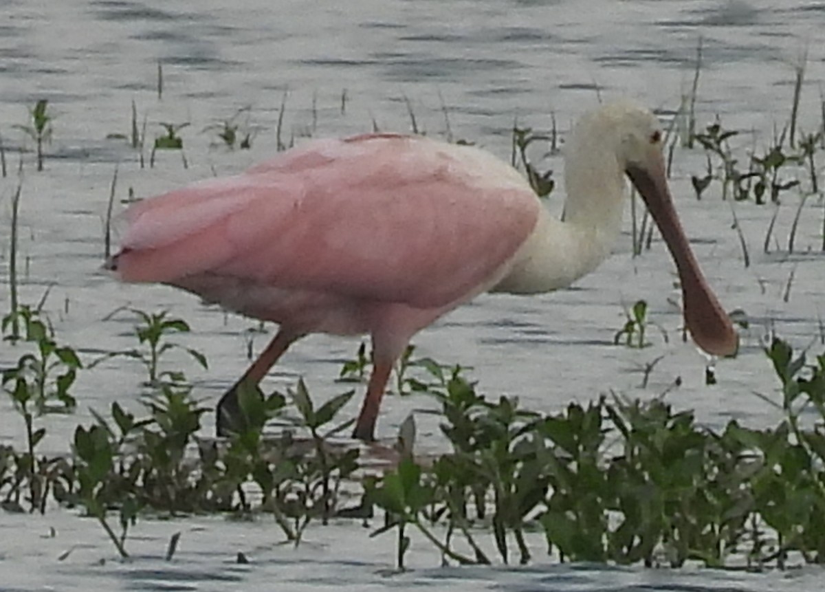 Roseate Spoonbill - ML621587617