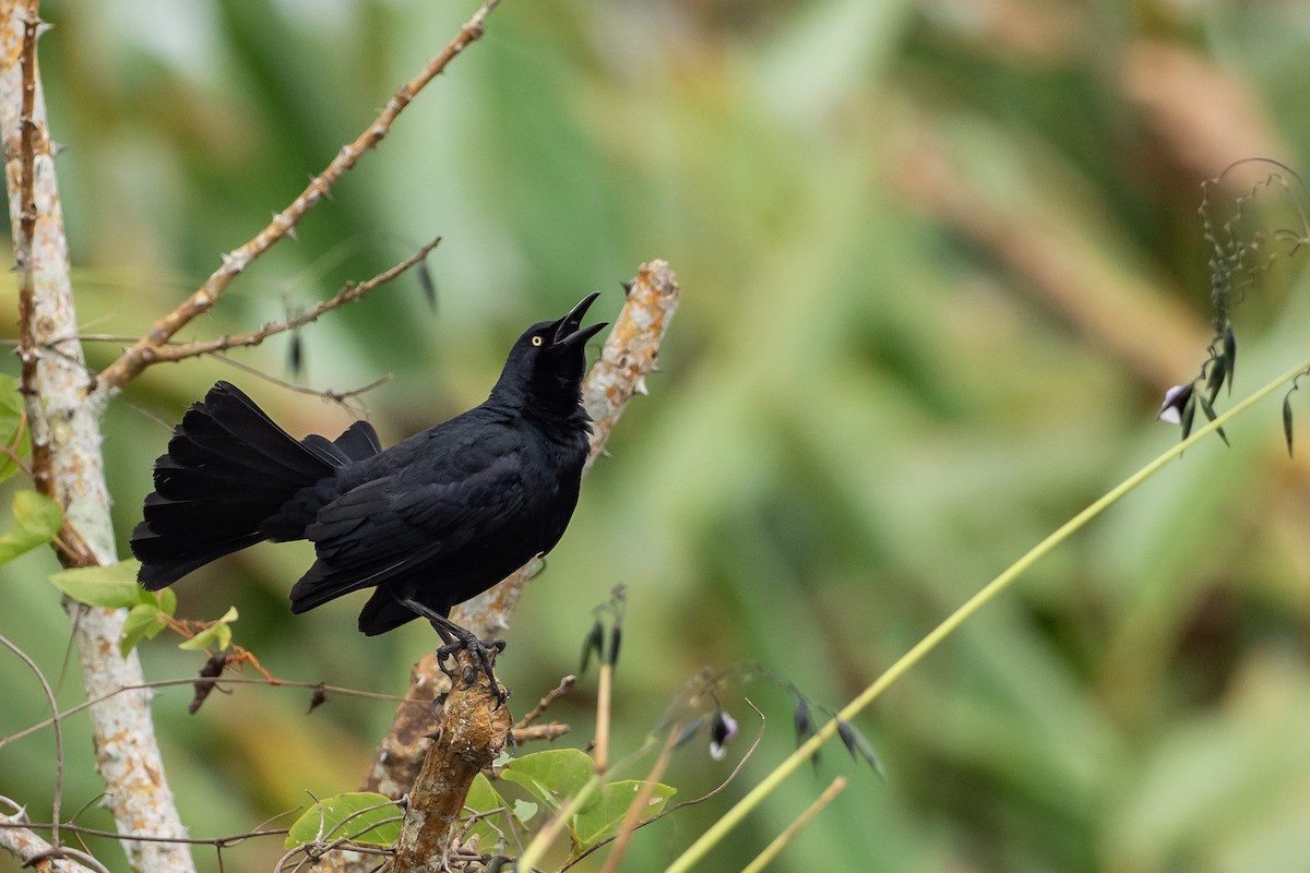 Nicaraguan Grackle - Joshua Covill