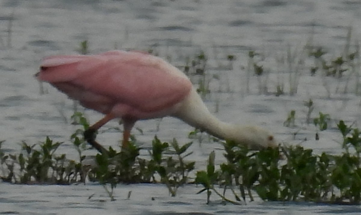Roseate Spoonbill - ML621587619