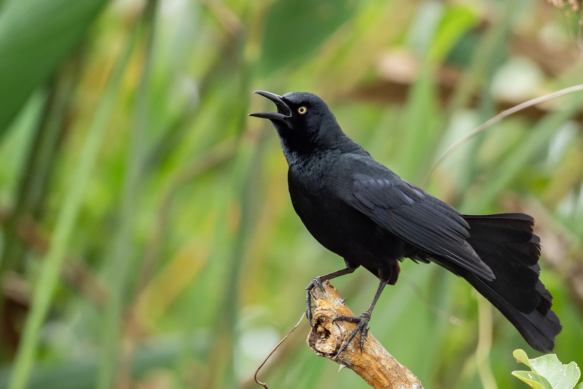 Nicaraguan Grackle - ML621587620