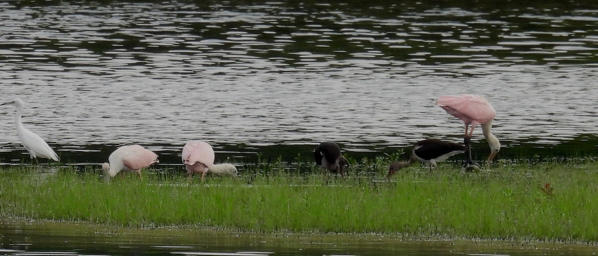 Roseate Spoonbill - ML621587621