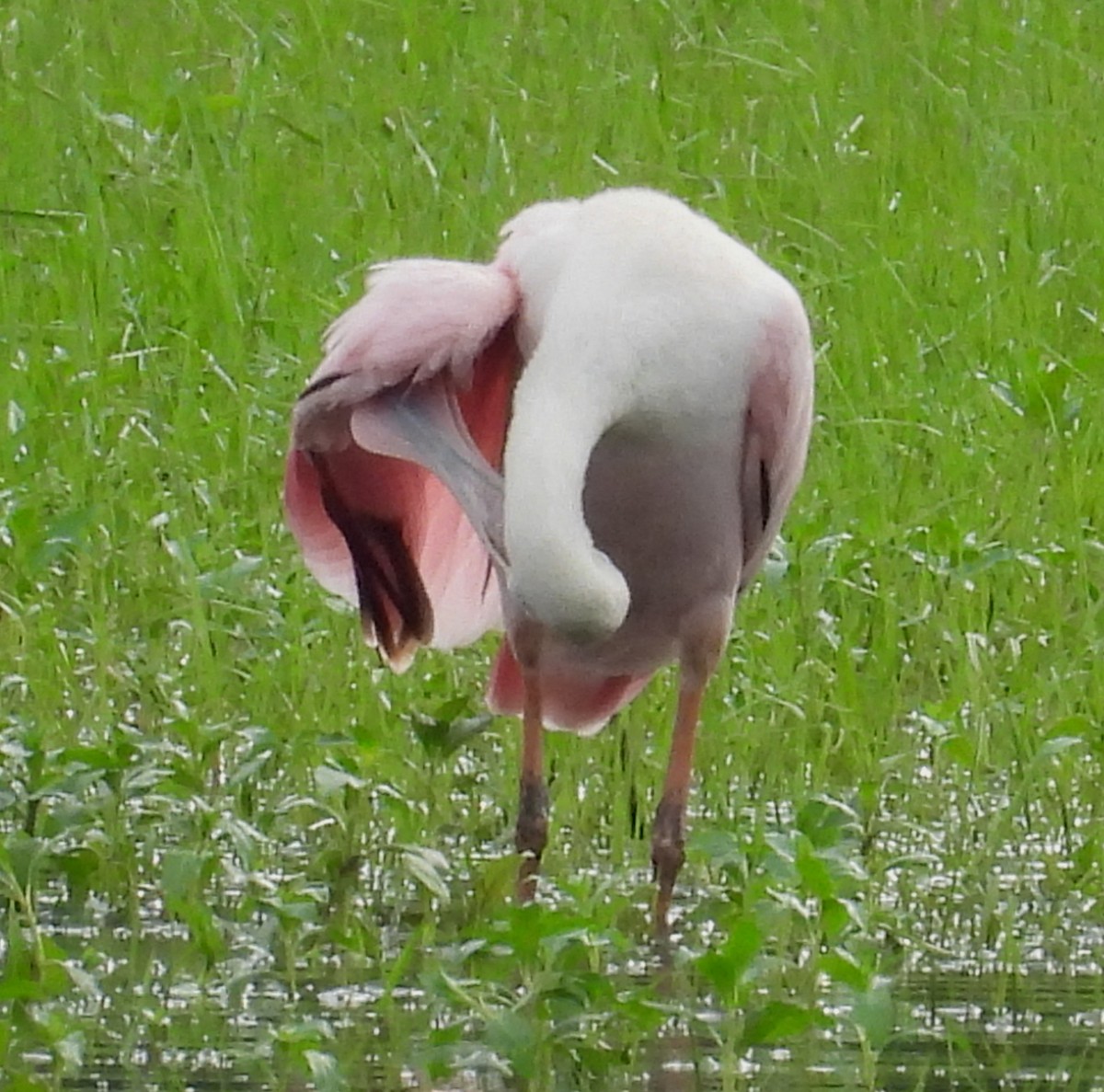 Roseate Spoonbill - ML621587622