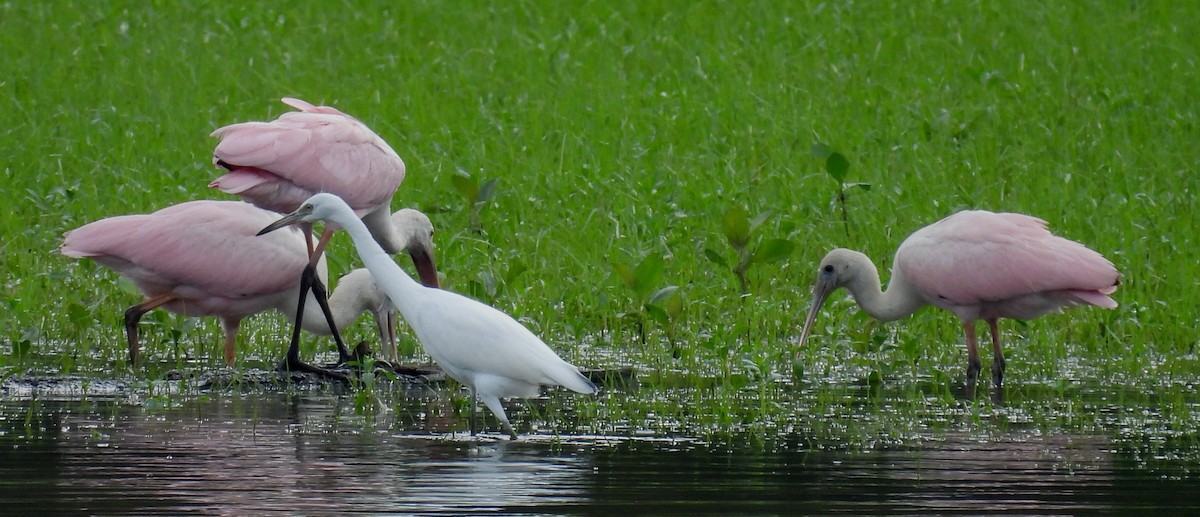Roseate Spoonbill - ML621587624
