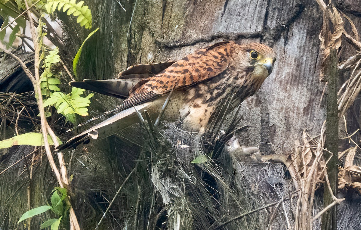 Spotted Kestrel - ML621587740