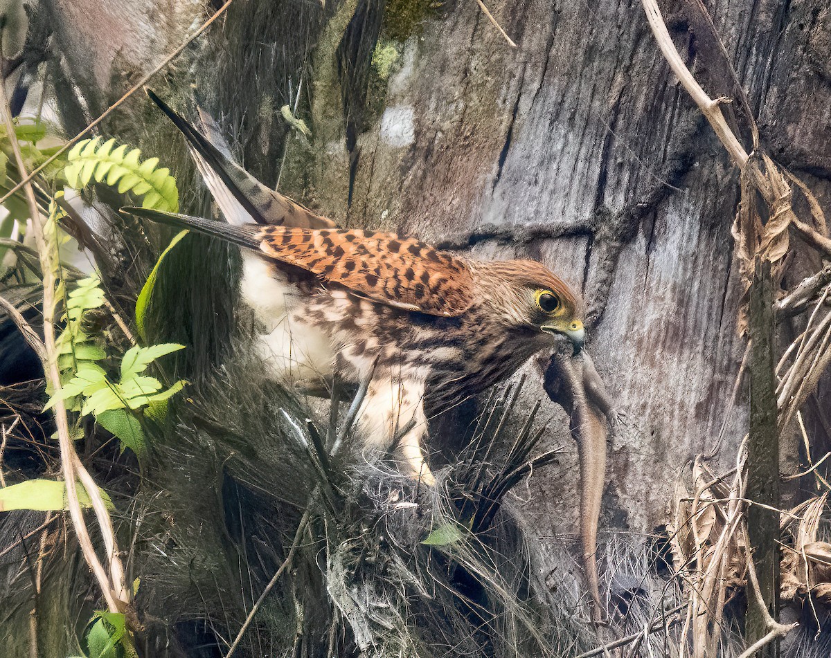 Spotted Kestrel - ML621587741