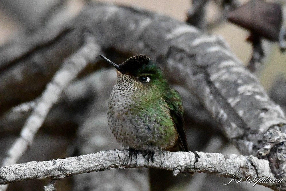 Green-backed Firecrown - ML621587791
