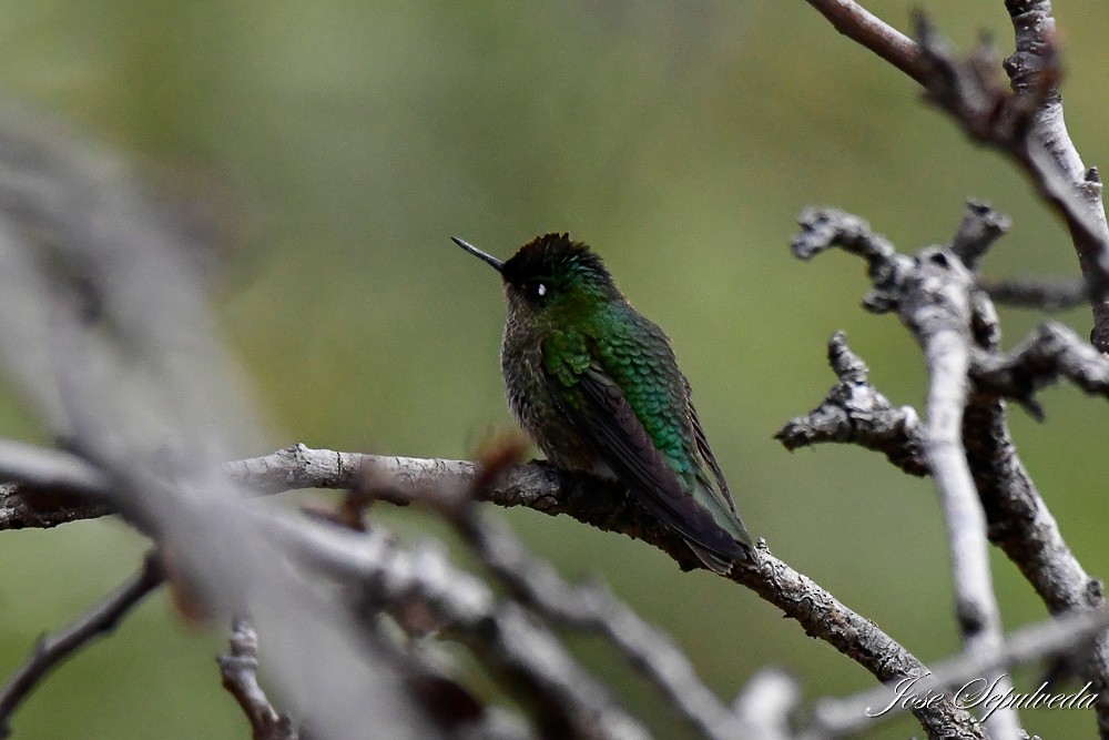 Green-backed Firecrown - ML621587792