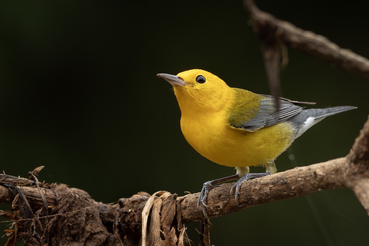 Prothonotary Warbler - ML621587801